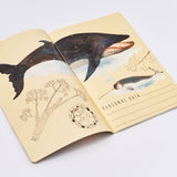 BV by Bruno Visconti - Whales Notebook